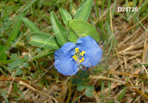Commelina erecta (Whitemouth Dayflower, Commelinaceae)